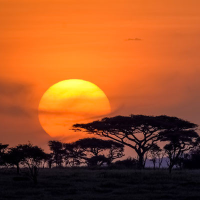 ROJO - Serengueti