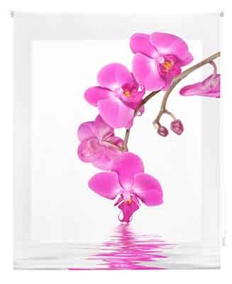 Orquídeas rosa Z-739344 
